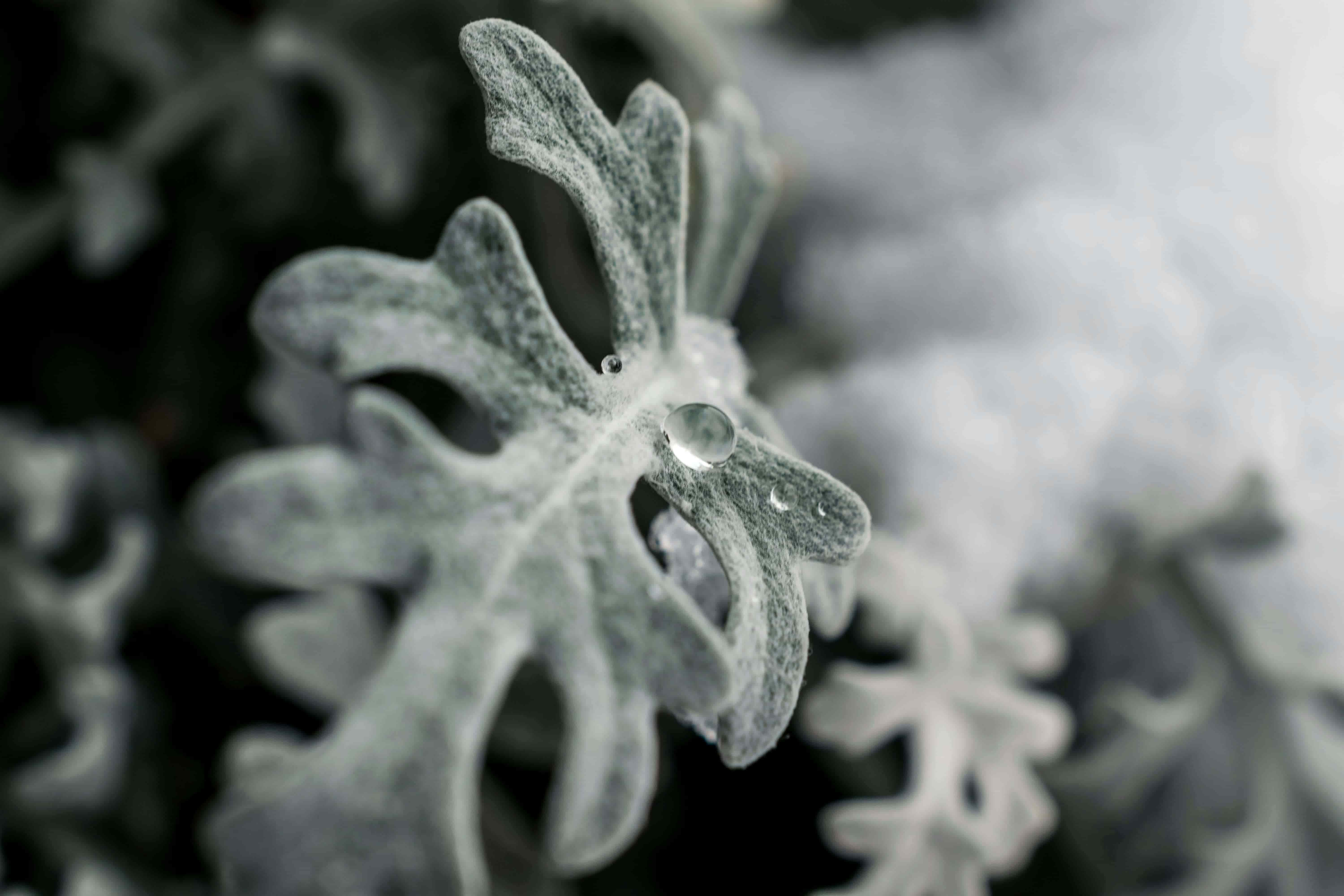 Winter-Pflege